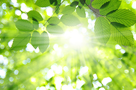 Commercial Cleaning, Janitorial Services by Green Oasis photo of sunlight and trees